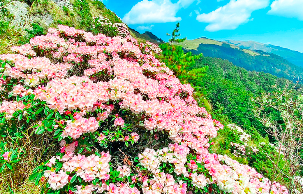 高山之美~合歡山.清境.日月潭.車埕三日

