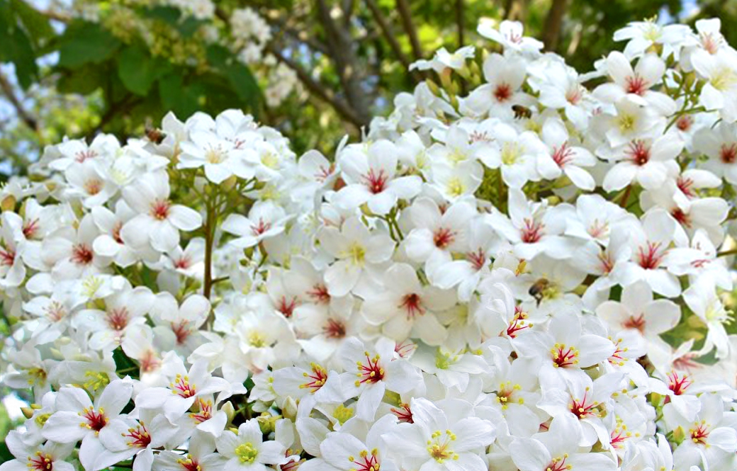 苗栗桐花季.客家大院.莫內花園.西湖渡假村2日
