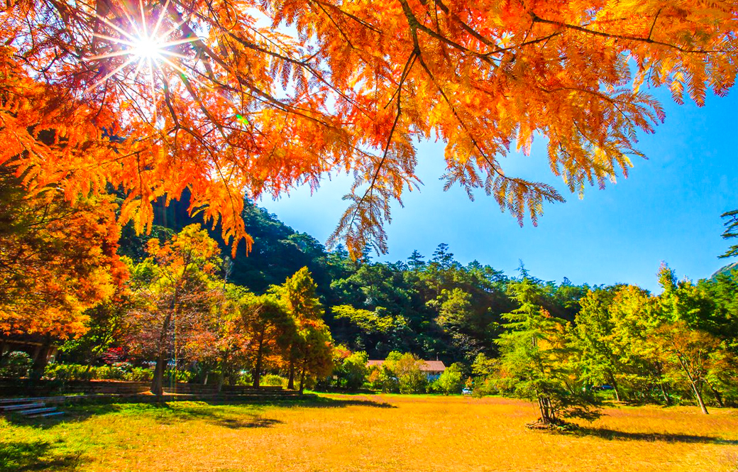 楓紅福壽山+武陵楓華．森境茶席尊榮四日